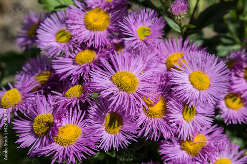 Flowering shrubby pink aster close-up