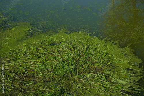 The grass is flooded. Spring waters. Duckweed on the water surface. 
