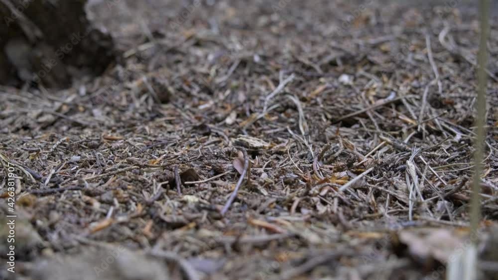 Close up of runnings ant on ants hill 4K Close up of runnings ant on ants hill 4K