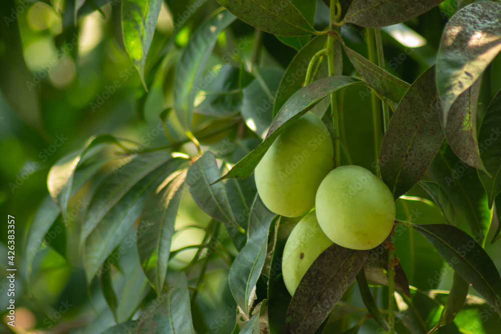 green mango bunch on the mango tree.
