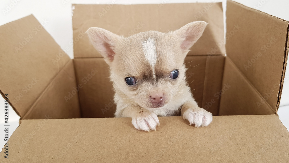 Fototapeta premium a chihuahua puppy gets out of the box. cute little one. live gift