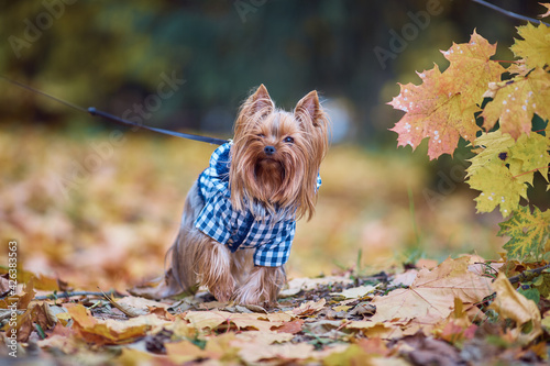 yorkshire terrier in leaves