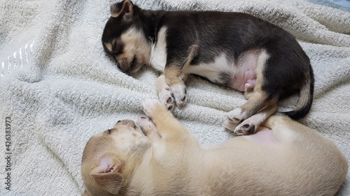 2 puppies of black and white color sleep next to each other on a light background. chihuahua puppies are resting