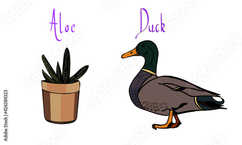 Aloe and duck vectors with caligraphy.