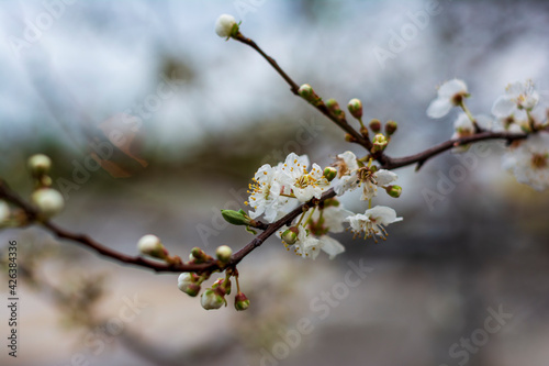 branch of a blossoming tree with white fragrant flowers on a blurred background