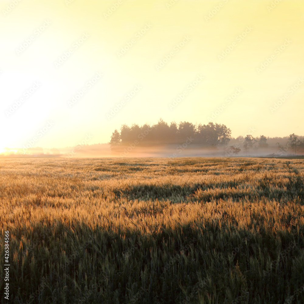 sunrise over the cereal field on the background of the forest with fog. morning rural landscape