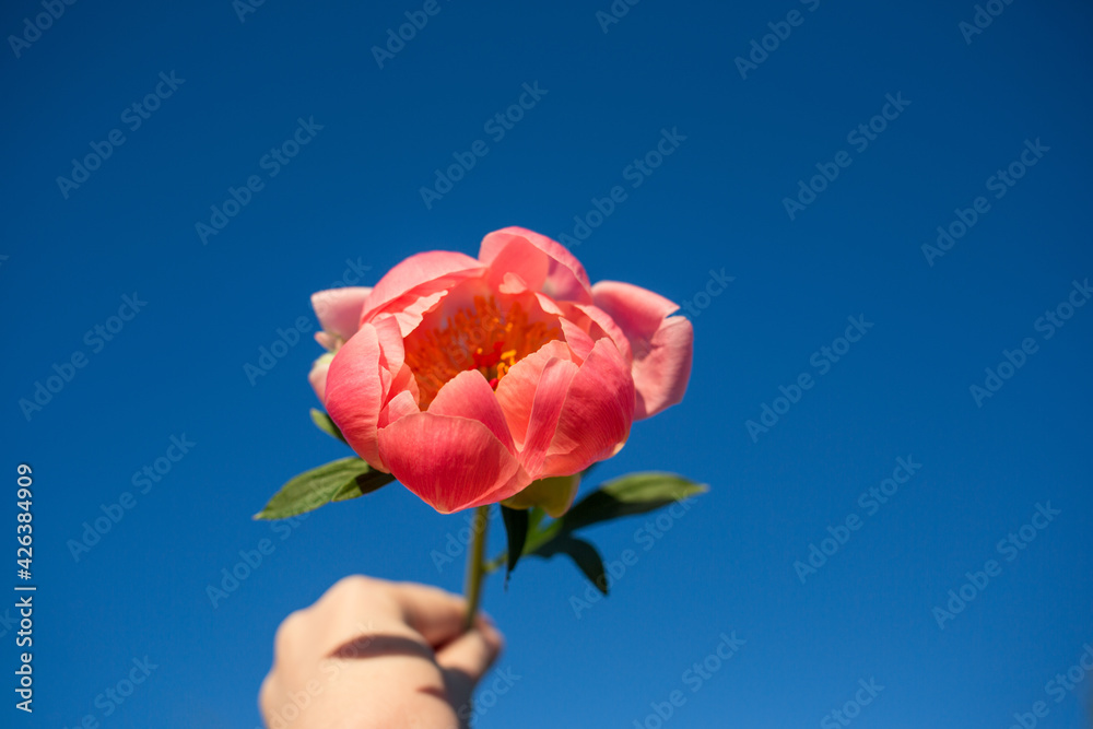 hand with peony flower on blue sky background on sunny summer day