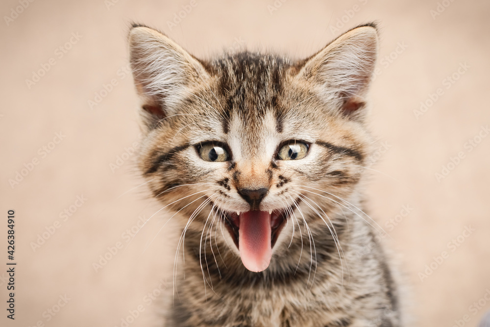 Close up portrait of kitten with open mouth