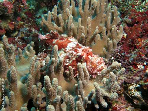 A Bearded Scorpionfish camouflaged on soft corals Boracay Philippines