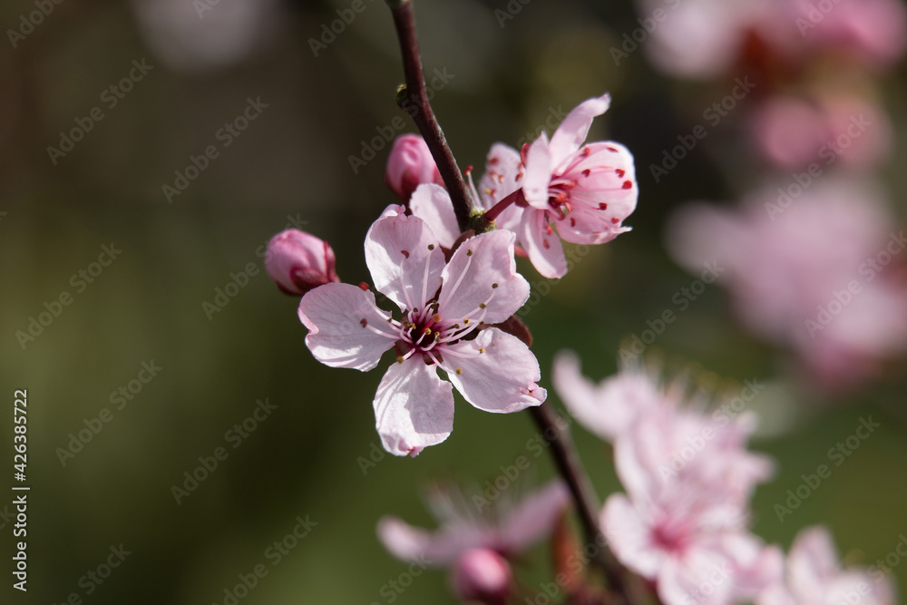 Pink cherry plum blossom and buds, Prunus cerasifera nigra, black cherry plum, flowering cherry, blooming in springtime, close-up view Pink cherry plum blossom and buds, Prunus cerasifera nigra, black cherry plum, flowering cherry, blooming in springtime, close-up view