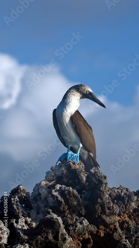 Fotografija Blue footed booby (Sula nebouxii) perched on a rock at Caleta Tortuga Negra, Bal