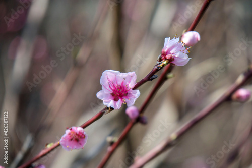 木の先に咲いたピンク色の花