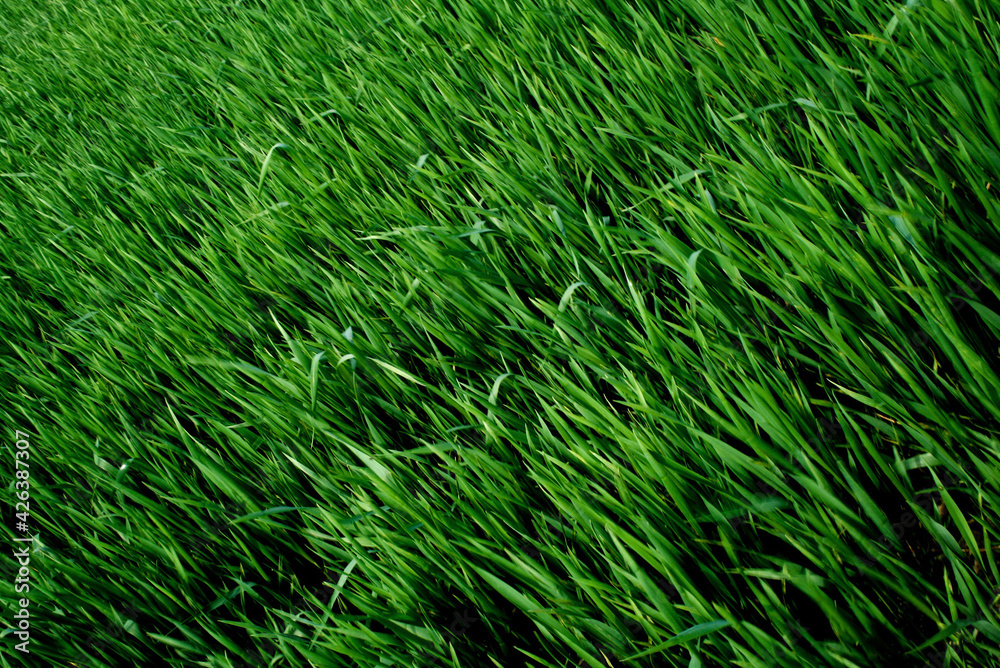 green grass background green grass background