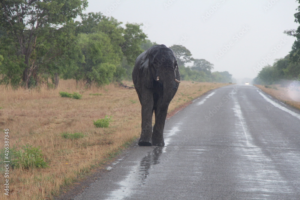 an elephant drinkin at the street