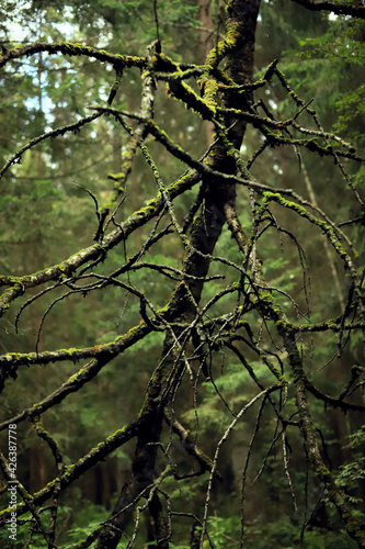 an old tree a gnarled tree in green moss in a dense forest