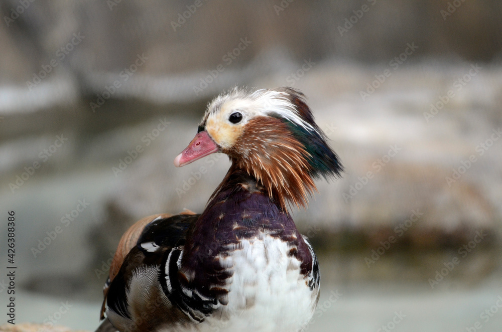 Fototapeta premium オシドリ