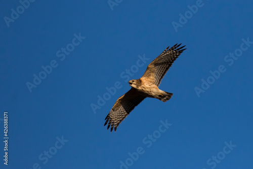 red-shouldered hawk (Buteo lineatus) 
