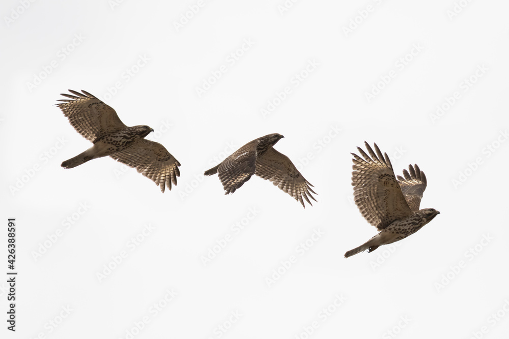 Fototapeta premium red-shouldered hawk (Buteo lineatus) 