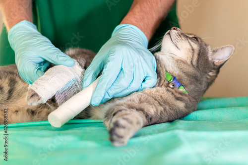 Fototapeta Naklejka Na Ścianę i Meble -  Male doctor veterinarian with stethoscope is bandaging paw of grey cat at vet clinic. Sad grey cat with broken leg at vet surgery.