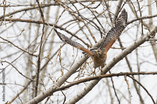 red-shouldered hawk (Buteo lineatus) 