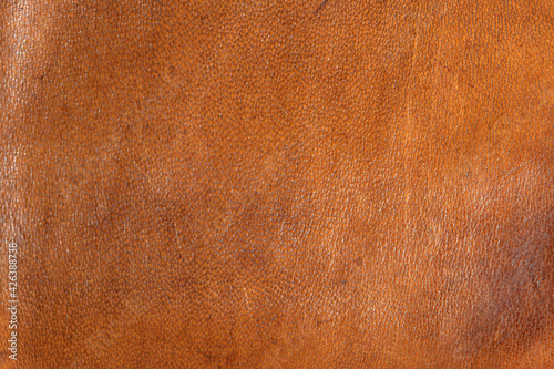 leather grunge background: an old piece of tough camel skin, with scuffs, spots, scars