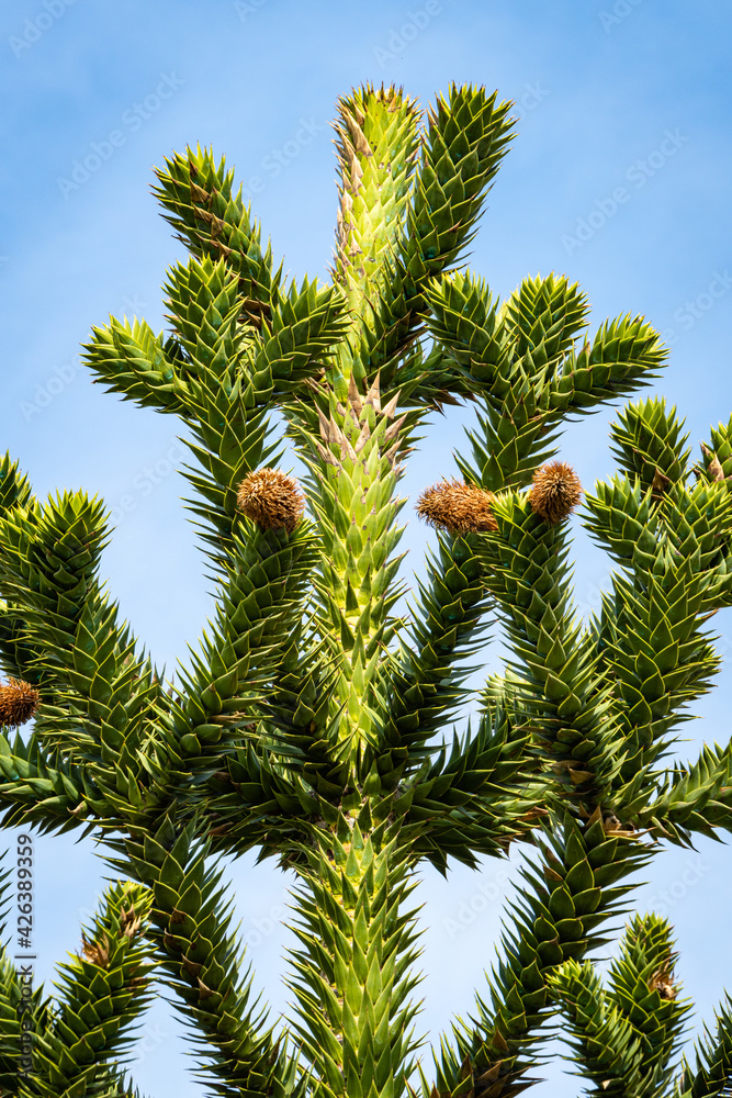 Araucaria araucana, puzzle monkey tree, monkey tail tree or Chilean pine in Krasnodar Park or Gilitsky Park. Branches on trunk of araucaria against blue sky. Beautiful large needles. Close-u Araucaria araucana, puzzle monkey tree, monkey tail tree or Chilean pine in Krasnodar Park or Gilitsky Park. Branches on trunk of araucaria against blue sky. Beautiful large needles. Close-u