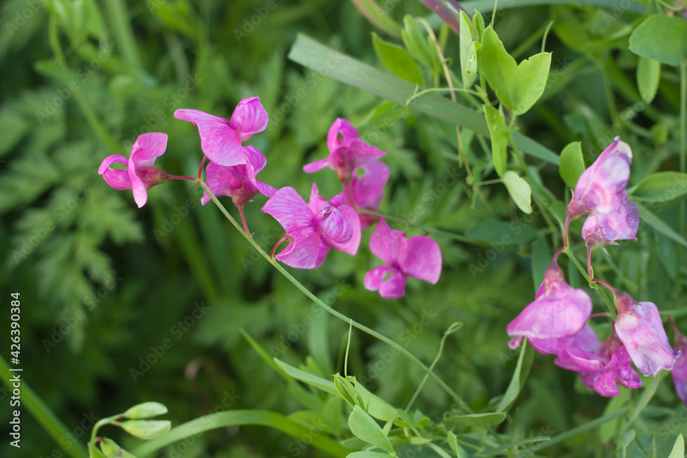 pink flowers of meadow pea (Lathyrus tuberosus) in a summer meadow, selective focus pink flowers of meadow pea (Lathyrus tuberosus) in a summer meadow, selective focus