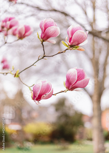 Magnolia tree in blossom  pink flowers close up