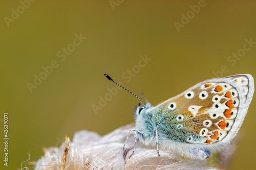 Brown Argus Butterfly on a Flower