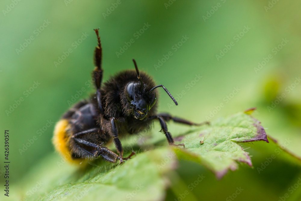 Bumblebee on a Green Leaf Bokeh Bumblebee on a Green Leaf Bokeh