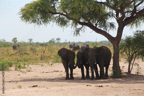 a few elephants under a tree