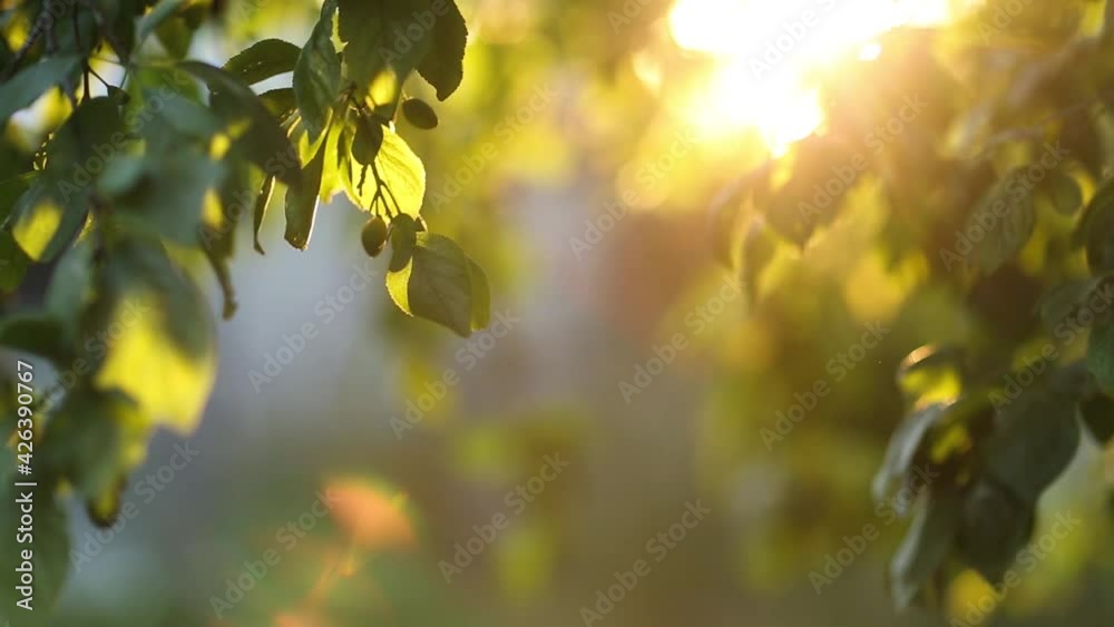 summer garden in sunlight. natural background