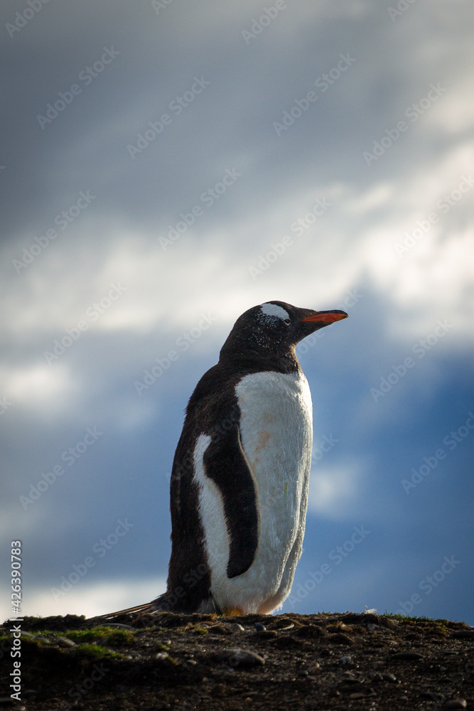 Naklejka premium Colony of Magellanic penguins in Martillo Island, Ushuaia, Tierra del Fuego, Argentina.