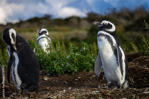 Colony of Magellanic penguins in Martillo Island, Ushuaia, Tierra del Fuego, Argentina.