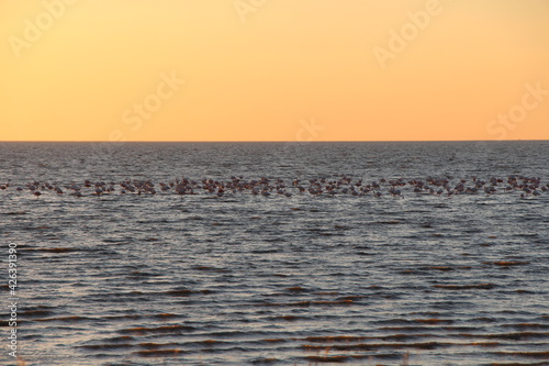 beautiful sunset with water and birds
