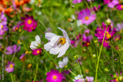 Colorful Flowers in the Meadow