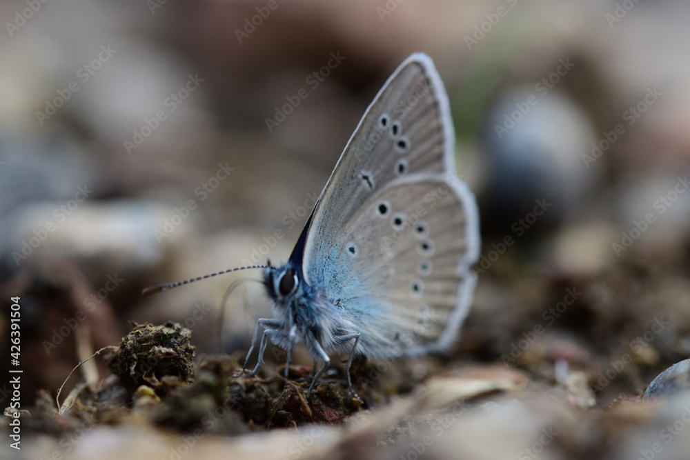 Obraz premium Bläuling