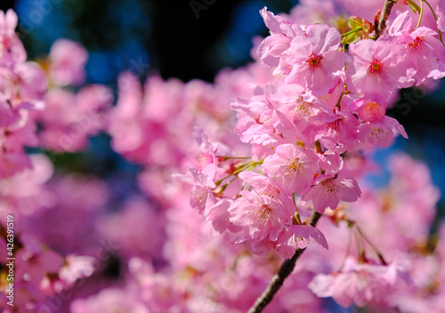 上田城跡公園 桜