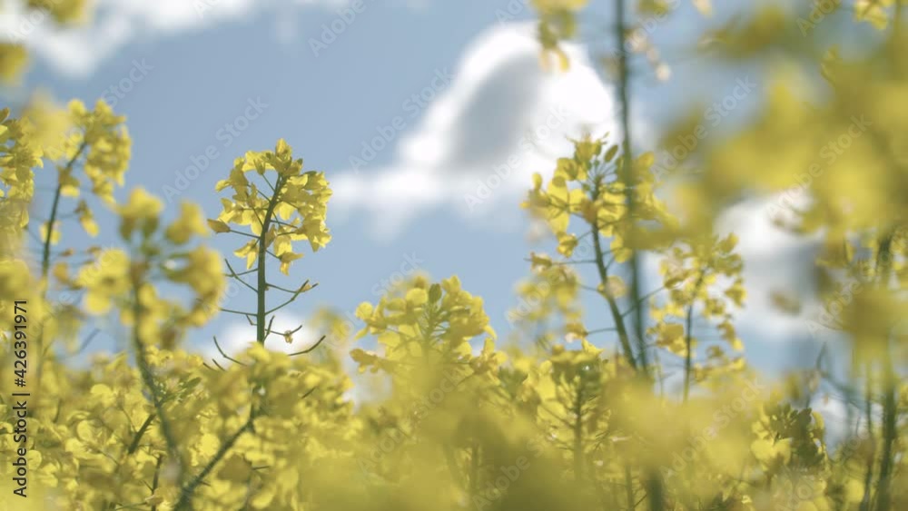 Closeup with yellow blooming rape, rapeseed or canola flowers and light blue sky with sparse clouds Closeup with yellow blooming rape, rapeseed or canola flowers and light blue sky with sparse clouds