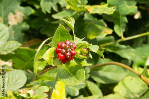 cluster of bright red wild fruit with a dark natural green background