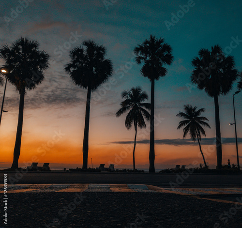 palmeras  © Joseph