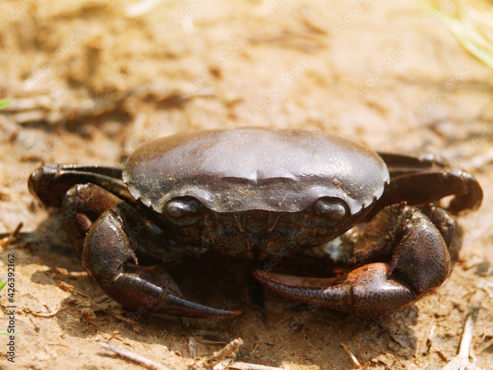 A large purple crab with a strong shape. A large purple crab with a strong shape.