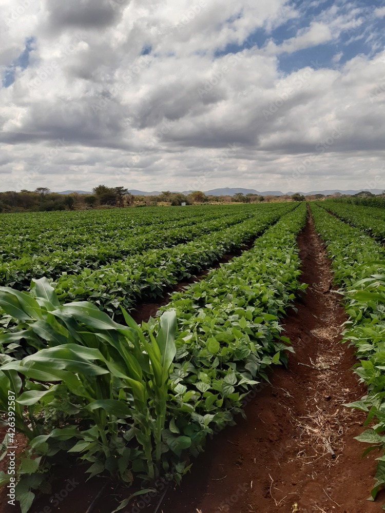 Vegetable Farming in Naivasha, Kenya