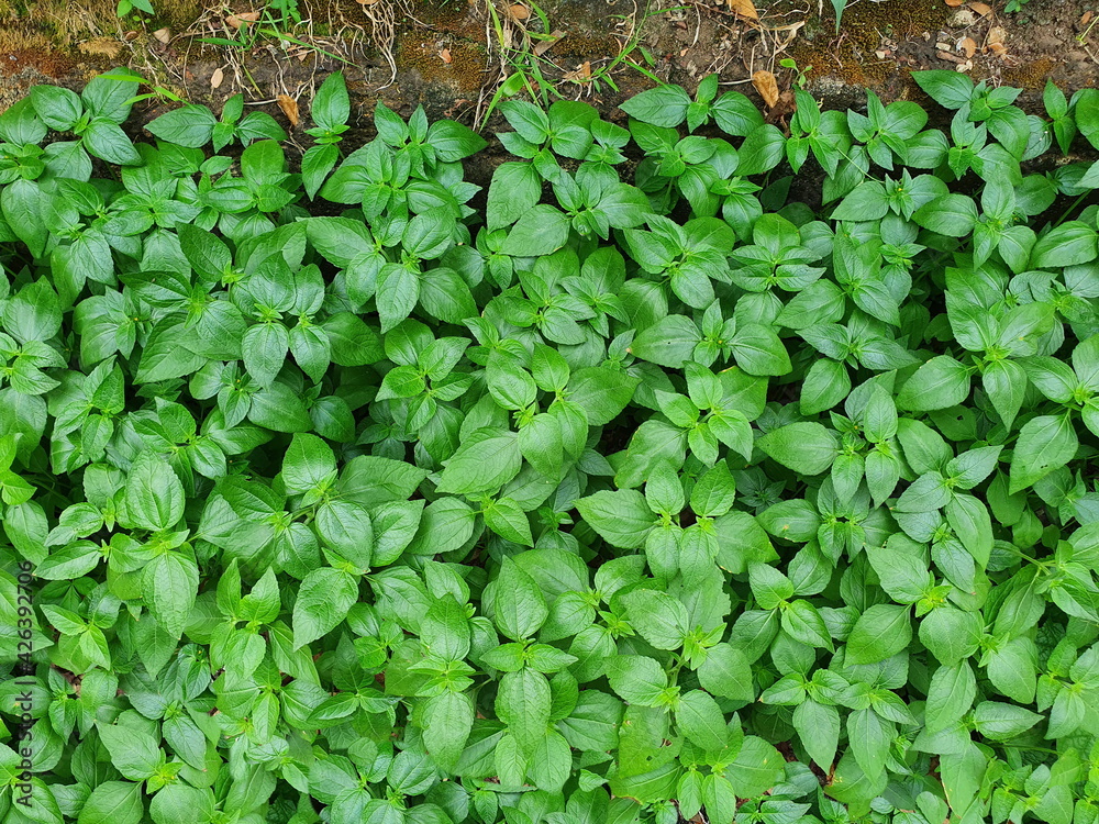 Fototapeta premium The rough and dark green leaves of Singapore daisies have beautiful yellow flowers. Scientific name: Wedelia trilobata (L) Hitch is an herbaceous plant for decorating buildings and gardens, or used as