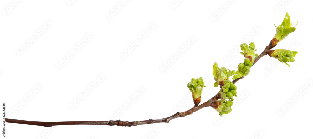 Young spring cherry branch isolated on white. Fruit tree Young spring cherry branch isolated on white. Fruit tree