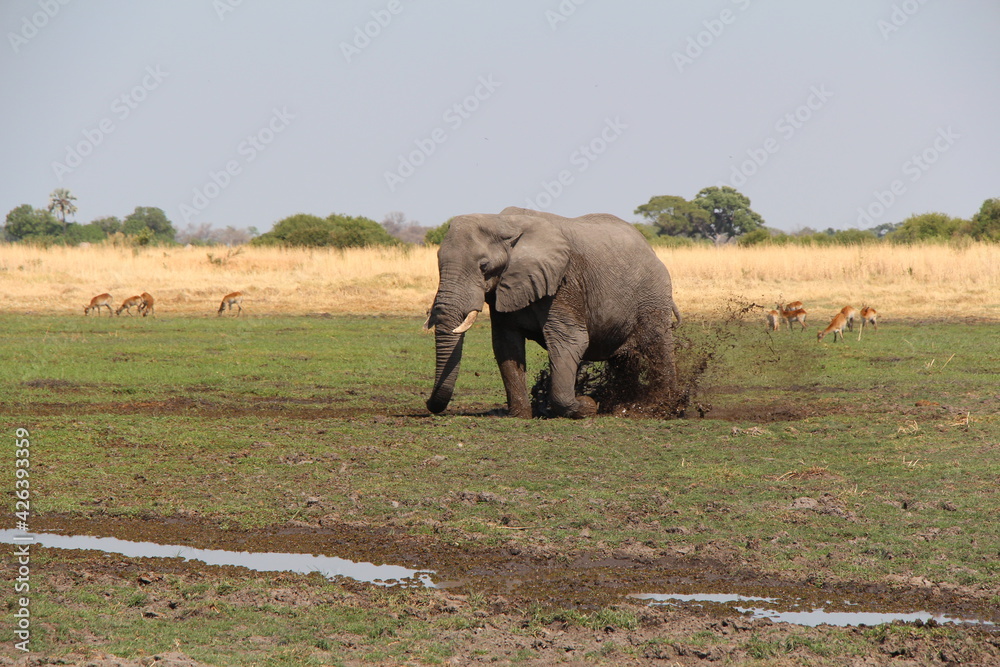 Obraz premium a big elephant playing in the mud
