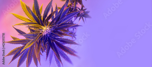 Banner with medicinal marijuana. flowering cannabis plant top view.  Fresh modern and trendy new look of medicinal hemp. Beautiful aesthetic bush of cannabis female plant.