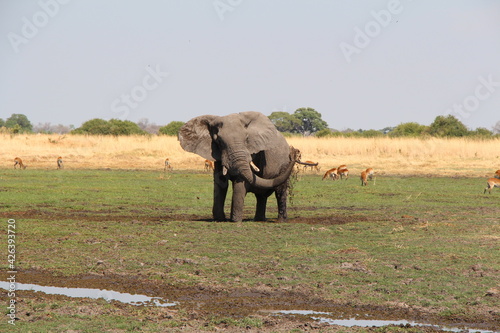 a big elephant in close up