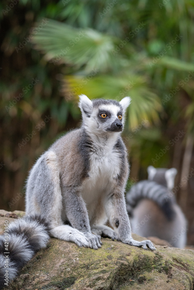 Fototapeta premium ring lemur on a rock