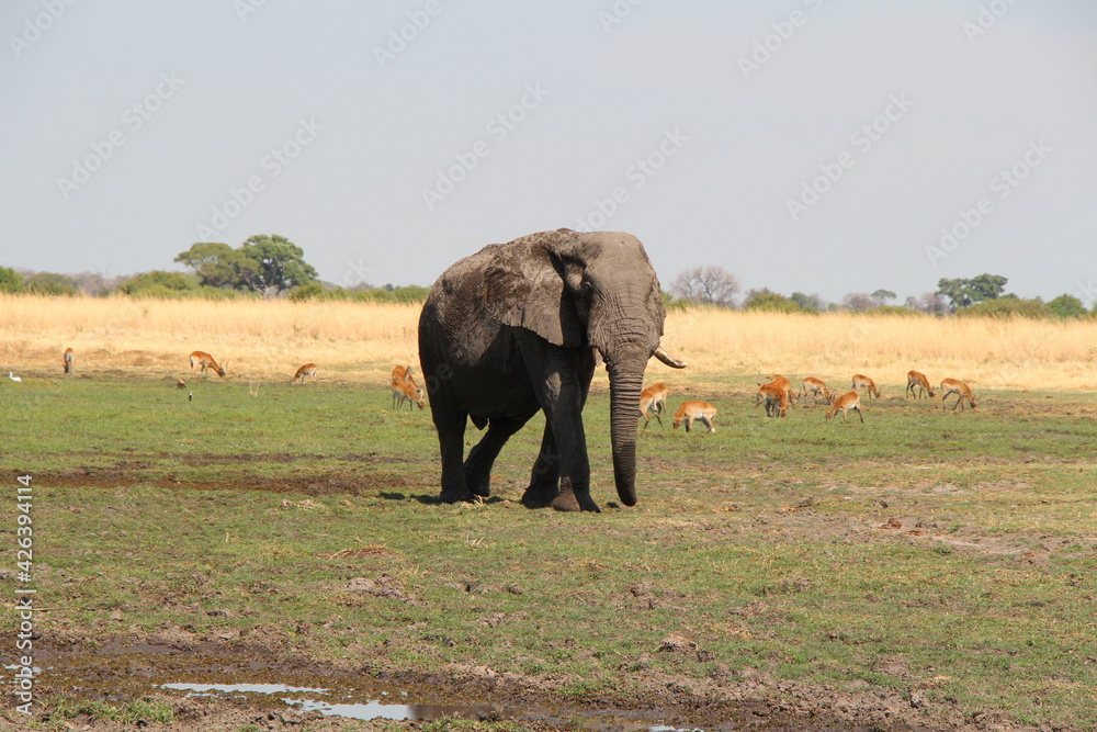 Fototapeta premium a big elephant in close up